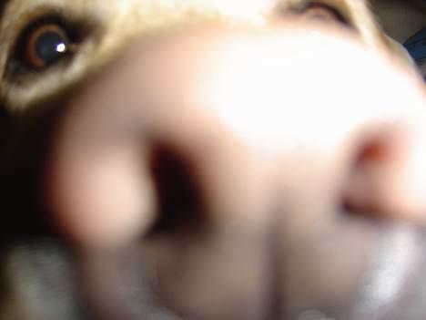 Labrador retriever Rolex - Han skal have snuden med i det hele billede 12