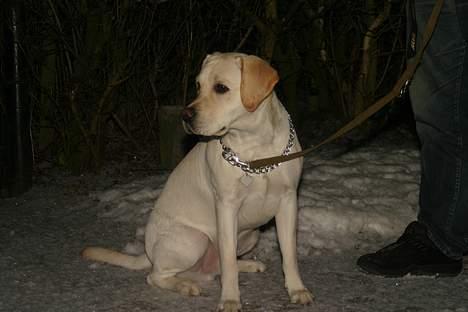 Labrador retriever Rolex billede 13