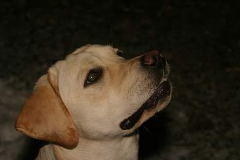 Labrador retriever Rolex billede 14