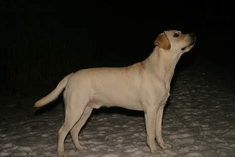 Labrador retriever Rolex billede 15