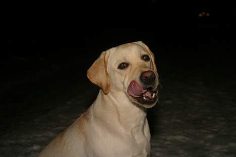 Labrador retriever Rolex - Sneen smager rigtig godt billede 16