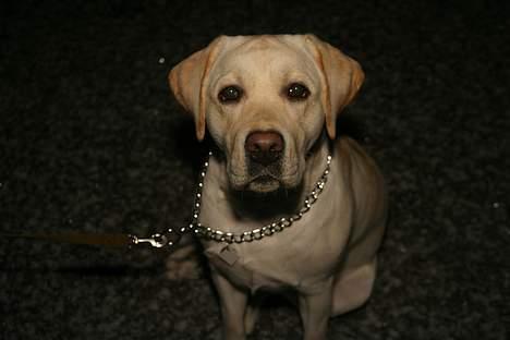 Labrador retriever Rolex billede 17
