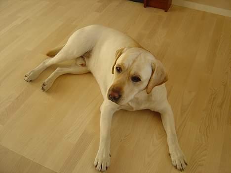 Labrador retriever Rolex - Rolex i det nye hus billede 18