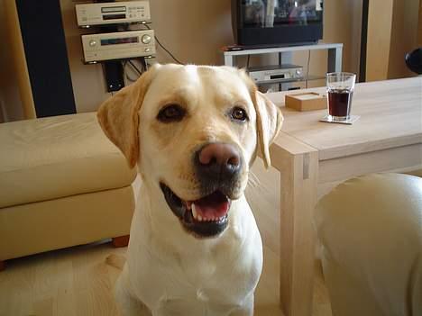 Labrador retriever Rolex billede 19