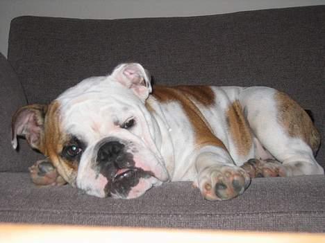 Engelsk bulldog Balder billede 13