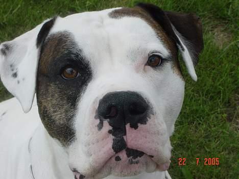 Amerikansk bulldog Herkules billede 7