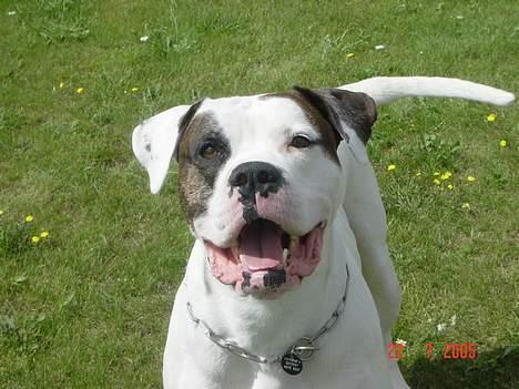 Amerikansk bulldog Herkules billede 8