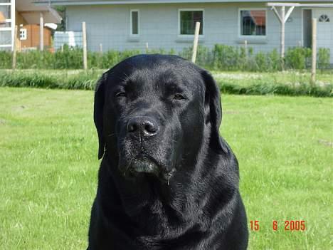 Labrador retriever Spike billede 9