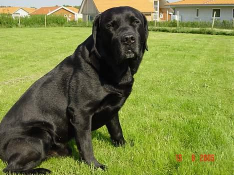 Labrador retriever Spike billede 10