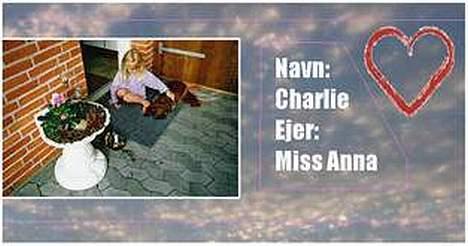 Gravhund :  ***Charlie***  billede 7