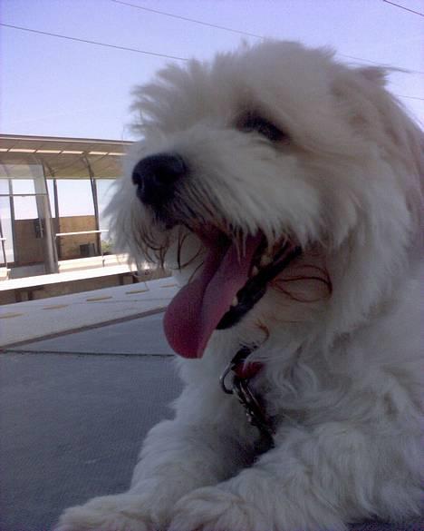 Coton de tulear Bernard  - Venter på toget billede 1