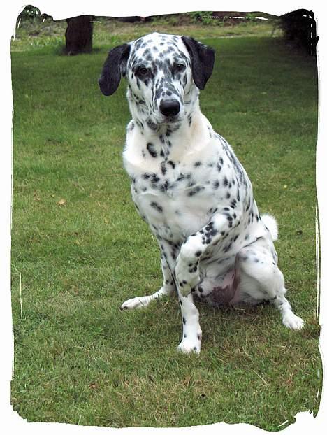 Blanding af racer Rollo billede 16