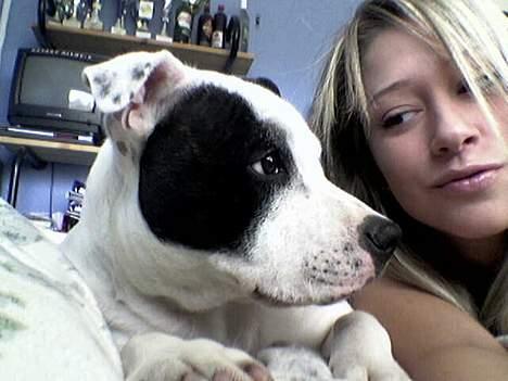 Staffordshire bull terrier TAICO PIRÉZ billede 4