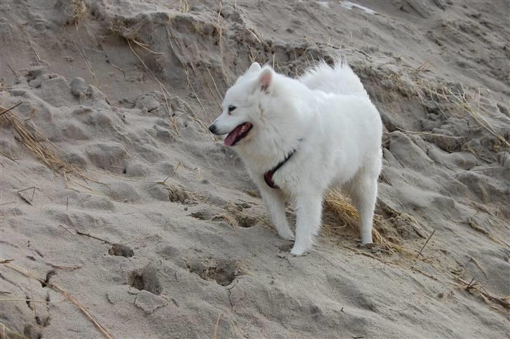 Samojedhund laika - Hej her er jeg har lige været ved vesterhavet det var dejligt men koldt  billede 1