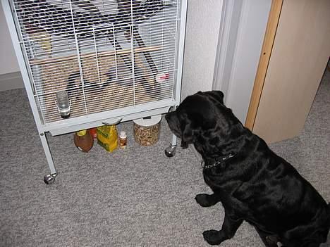 Labrador retriever Bitti *RIP* billede 12