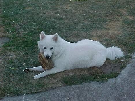 Samojedhund laika - ja her er jeg så igen  billede 2