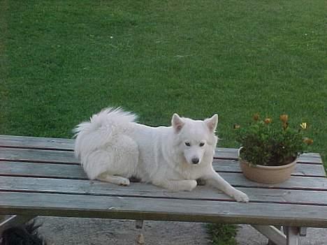 Samojedhund laika billede 3