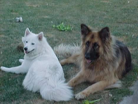 Samojedhund laika - her sammen med paw han var min gode ven som døde lige før jul uh hu  billede 4