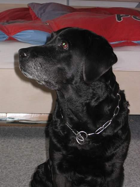 Labrador retriever Bitti *RIP* billede 13
