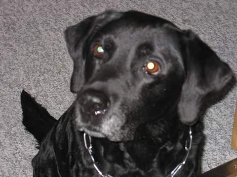 Labrador retriever Bitti *RIP* billede 14