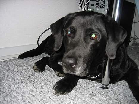 Labrador retriever Bitti *RIP* billede 16