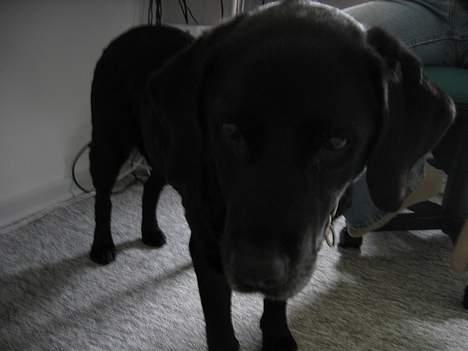 Labrador retriever Bitti *RIP* billede 18