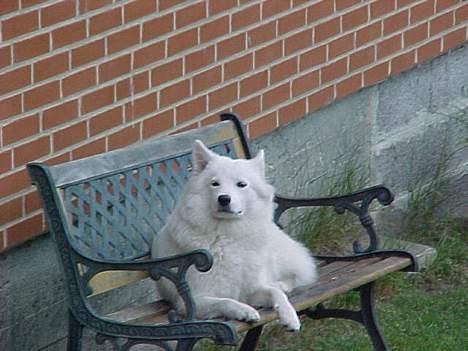 Samojedhund laika - den bænk er nu også god billede 5