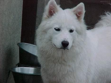 Samojedhund laika - hejsa her er jeg billede 6