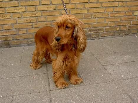 Cocker spaniel Tika - Gad vide hvor længe jeg skal stå her billede 1