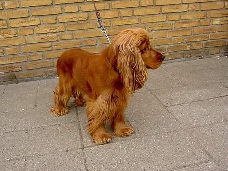 Cocker spaniel Tika - Det er faktisk ret kedeligt, at du ved det! billede 2
