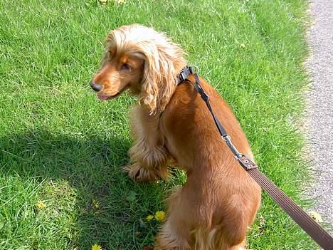 Cocker spaniel Tika - Hey, hvorfor stopper vi? Oh, billeder igen! billede 3