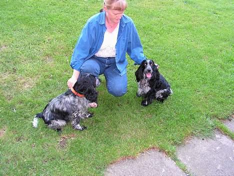 Cocker spaniel perle - Perle og kæresten billede 4
