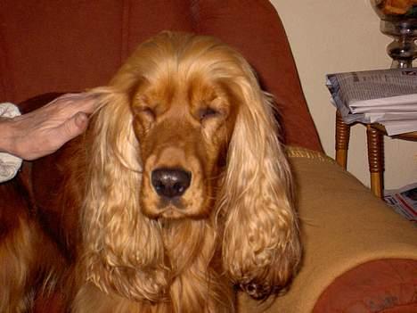 Cocker spaniel Tika - Zzzzzzzzove! billede 4