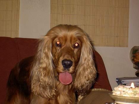Cocker spaniel Tika - Nøjjjj, er det mig du fotograferer? Lad mig hjælpe lidt med lyset, jeg tænder lige øjenlamperne billede 5