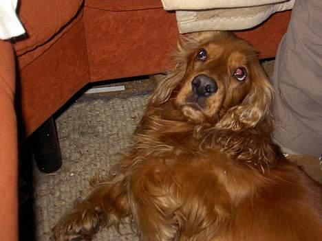 Cocker spaniel Tika - Er der slet ingen der gider at klø mig? billede 6