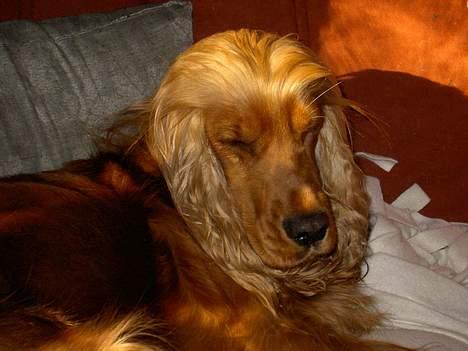 Cocker spaniel Tika - The return of "Zzzzzove"! billede 7