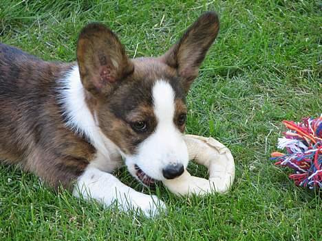 Welsh corgi cardigan Faarup Xray - Gumle gumle billede 2