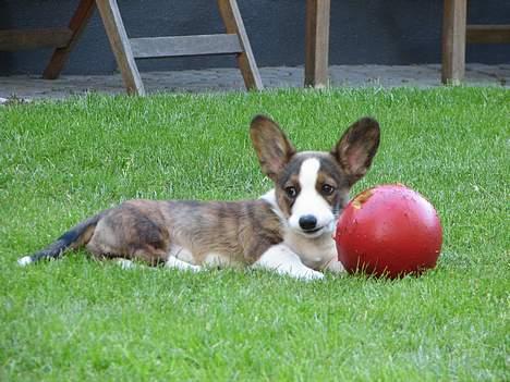 Welsh corgi cardigan Faarup Xray - Søøød vovse billede 3