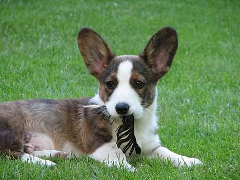 Welsh corgi cardigan Faarup Xray - Jeg har lige pelset en fjer billede 4