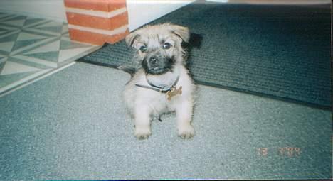 Blanding af racer max <3 - max da han var 8 uger gammel billede 17