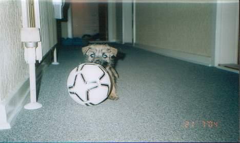 Blanding af racer max <3 - er jeg ik sød med min "store" bold. (minifodbold) billede 18