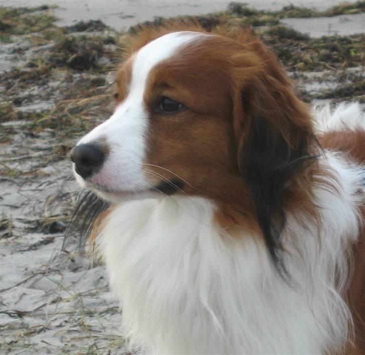 Kooikerhondje Miki billede 1