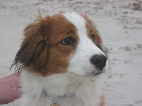 Kooikerhondje Miki billede 2