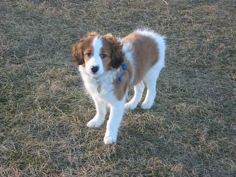 Kooikerhondje Miki billede 3