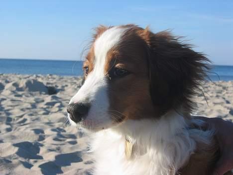 Kooikerhondje Miki billede 5