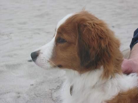 Kooikerhondje Miki billede 6