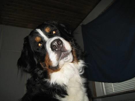 Berner sennenhund brutus  :-)  (-: billede 9