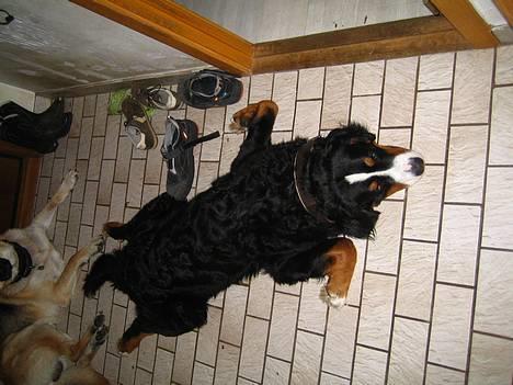 Berner sennenhund brutus  :-)  (-: - fflad ud. billede 11