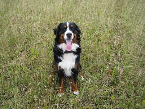 Berner sennenhund brutus  :-)  (-: billede 12