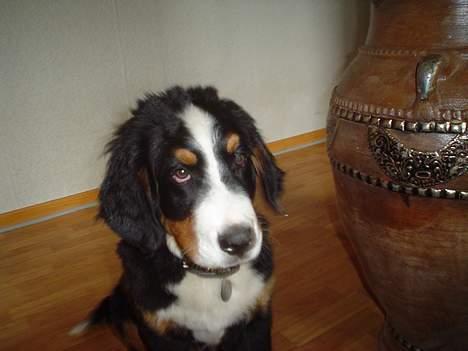 Berner sennenhund brutus  :-)  (-: billede 13